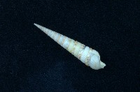 藏品(蒼白筍螺 )的圖片